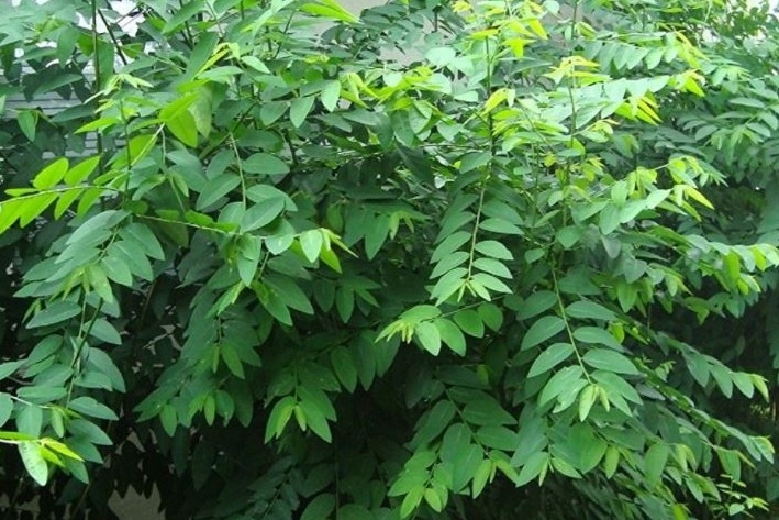 Detail Gambar Daun Katuk Nomer 14