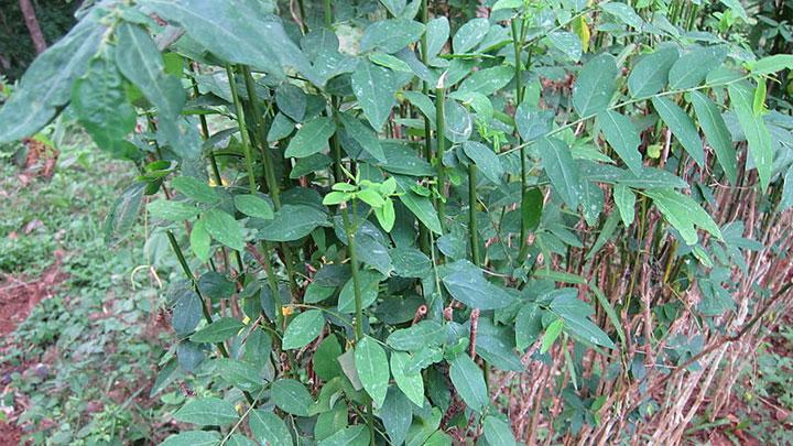 Detail Gambar Daun Katuk Nomer 15