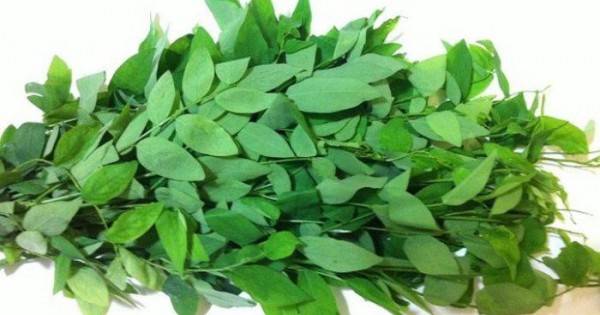 Detail Gambar Daun Katuk Nomer 16