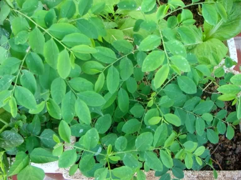 Detail Gambar Daun Katuk Nomer 17
