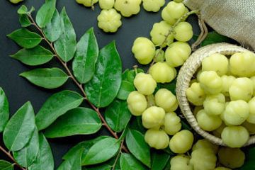 Detail Gambar Daun Katuk Nomer 18