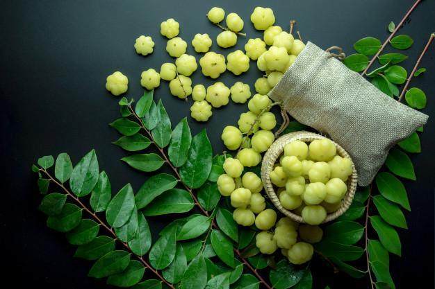 Detail Gambar Daun Katuk Nomer 19