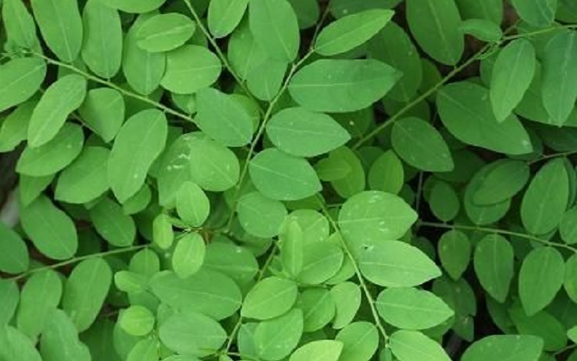 Detail Gambar Daun Katuk Nomer 2