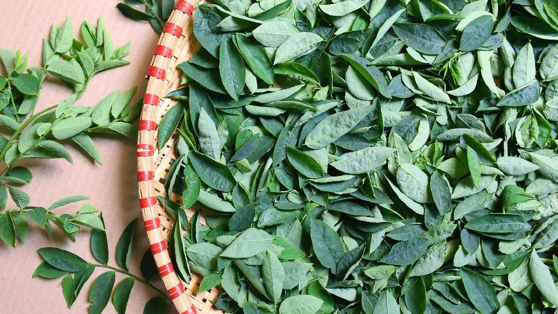 Detail Gambar Daun Katuk Nomer 20