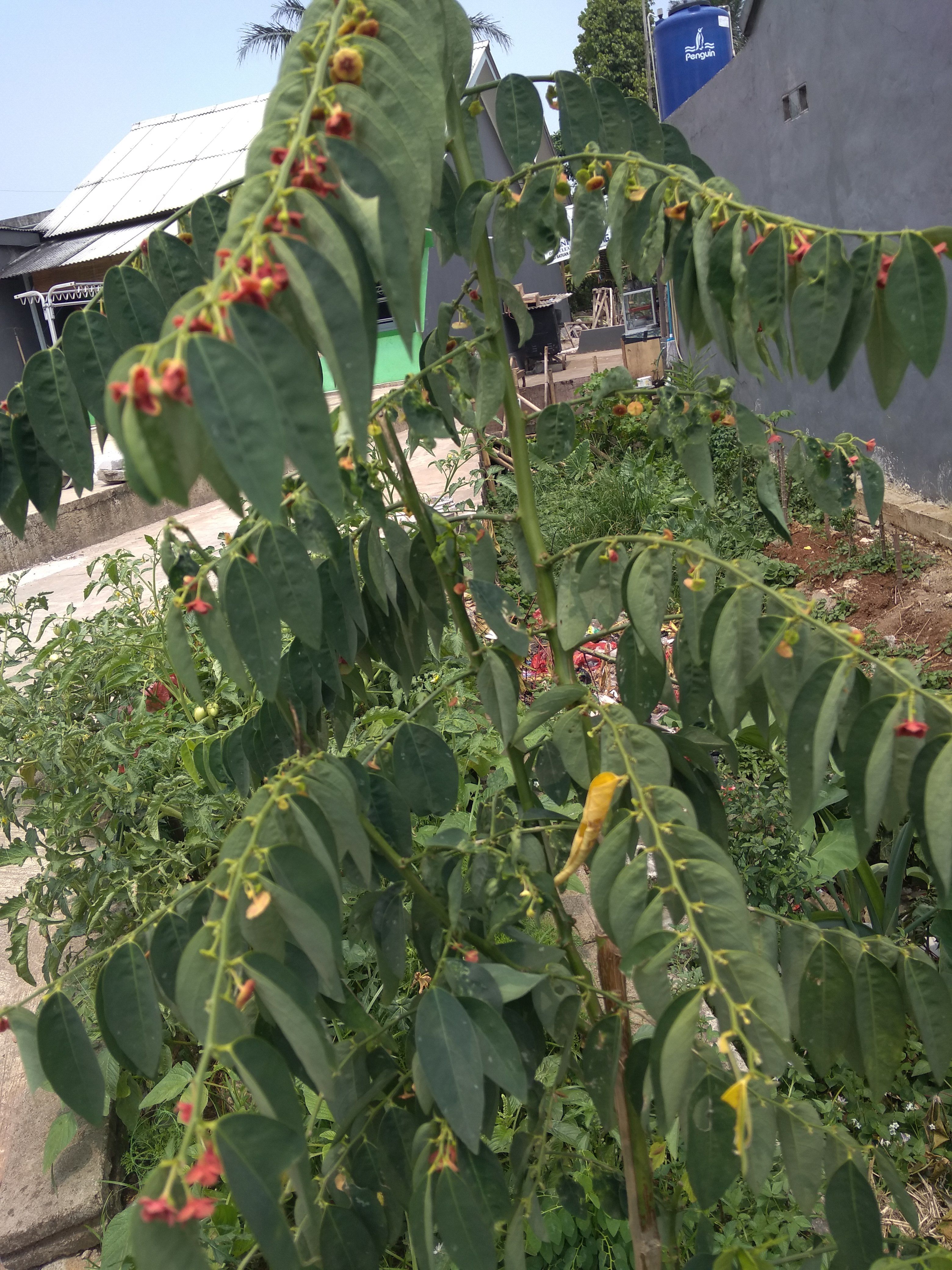 Detail Gambar Daun Katuk Nomer 21