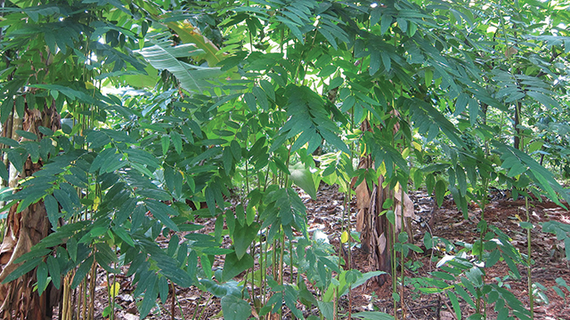 Detail Gambar Daun Katuk Nomer 23