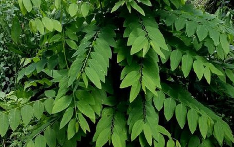 Detail Gambar Daun Katuk Nomer 24