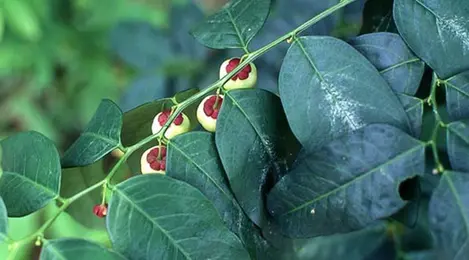 Detail Gambar Daun Katuk Nomer 25
