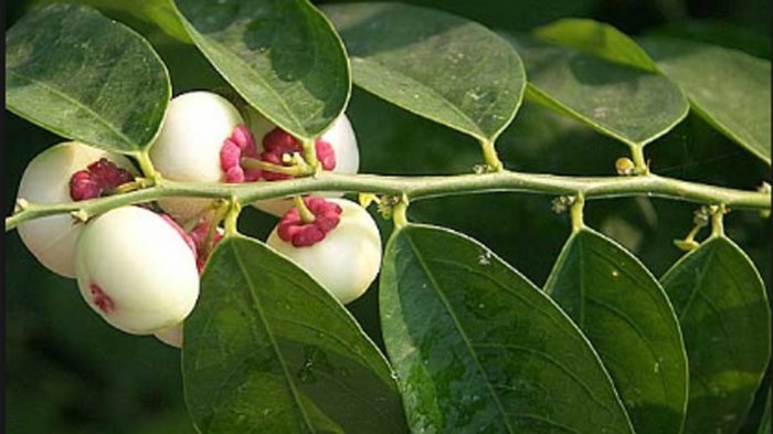 Detail Gambar Daun Katuk Nomer 26