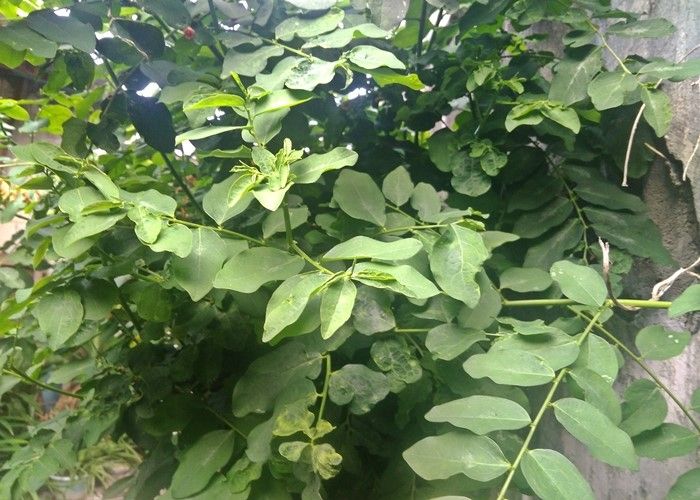 Detail Gambar Daun Katuk Nomer 27