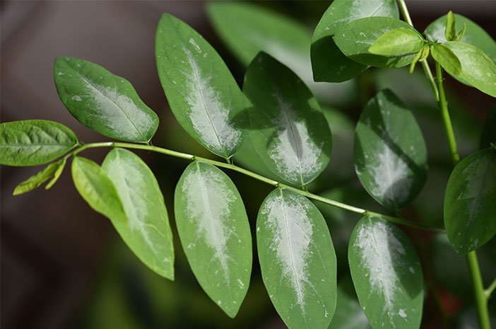 Detail Gambar Daun Katuk Nomer 28