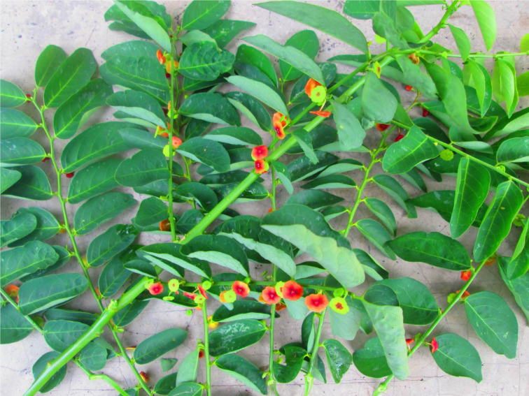 Detail Gambar Daun Katuk Nomer 3