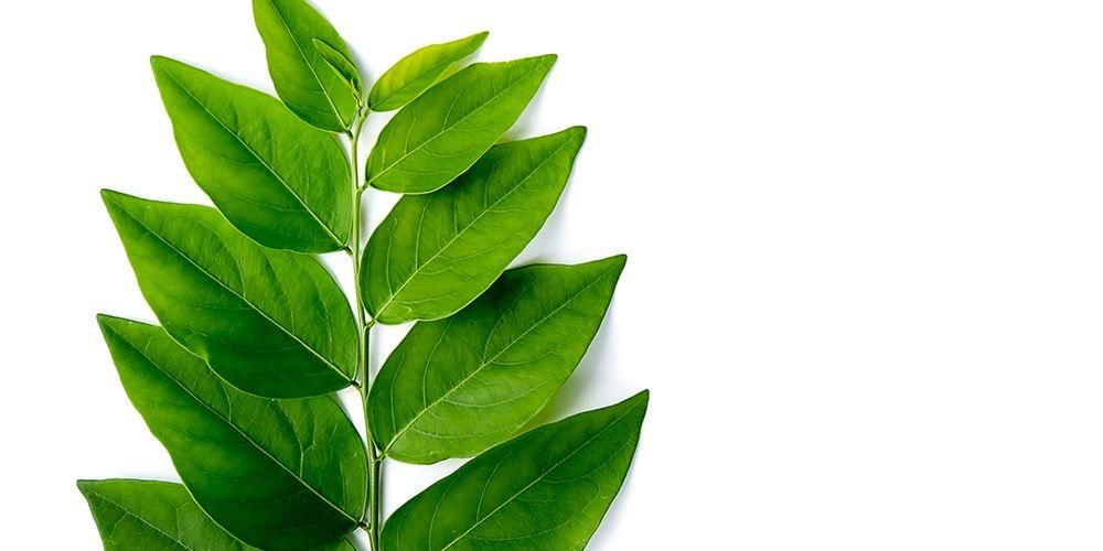 Detail Gambar Daun Katuk Nomer 29