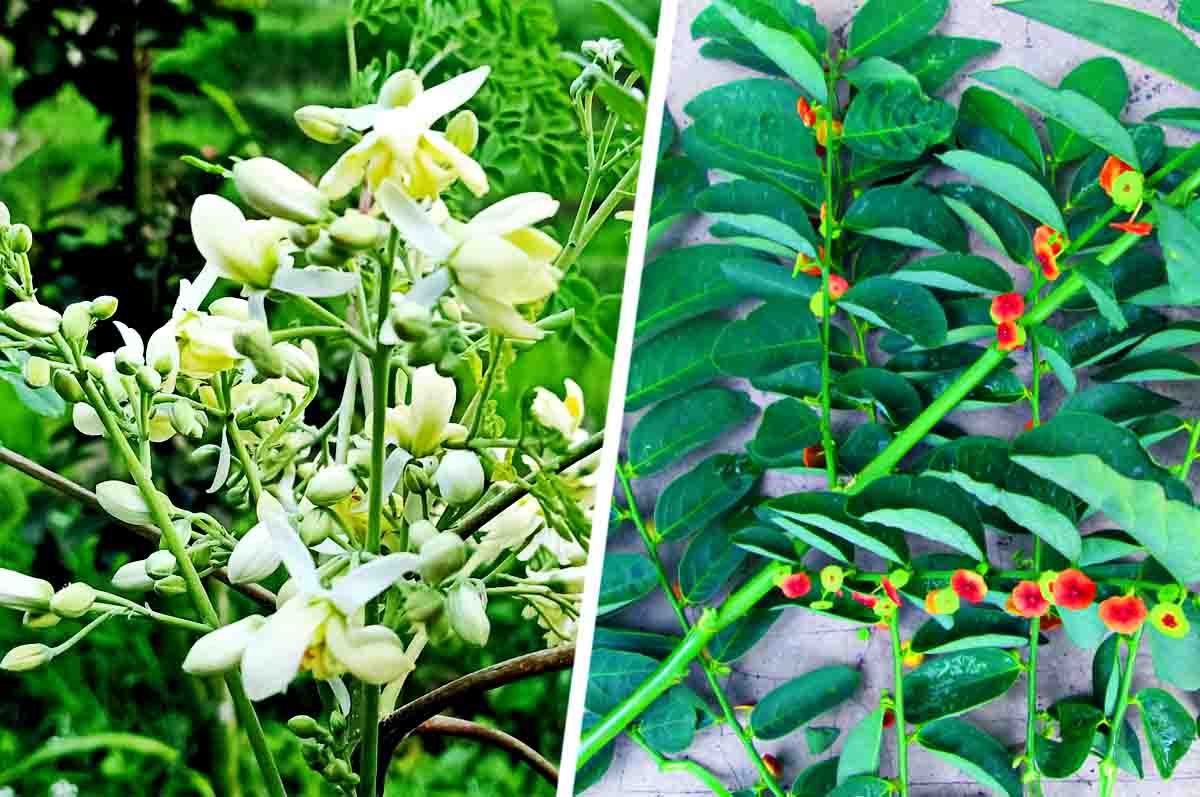 Detail Gambar Daun Katuk Nomer 30
