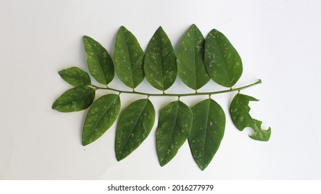 Detail Gambar Daun Katuk Nomer 31
