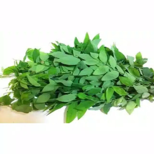 Detail Gambar Daun Katuk Nomer 32