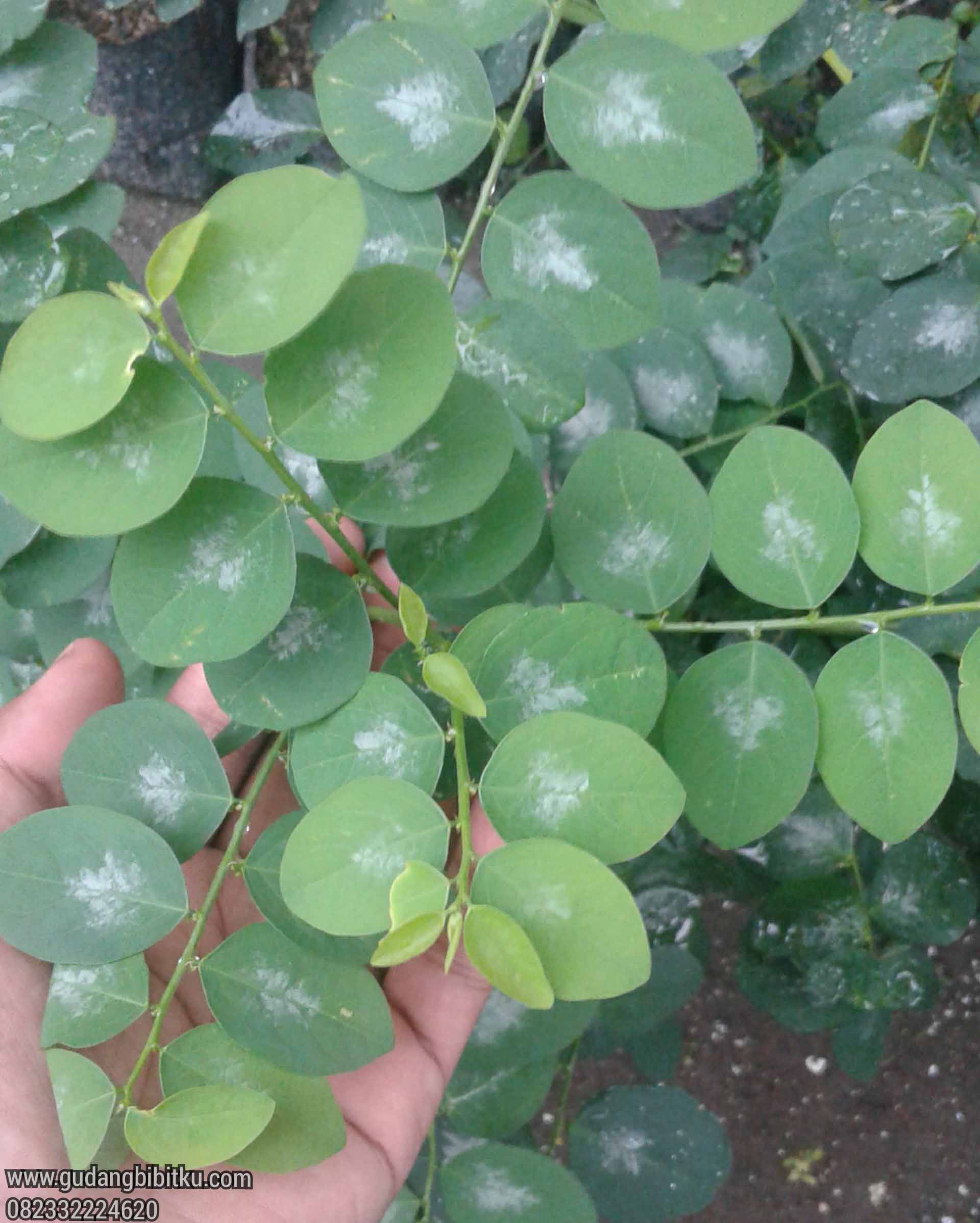 Detail Gambar Daun Katuk Nomer 33