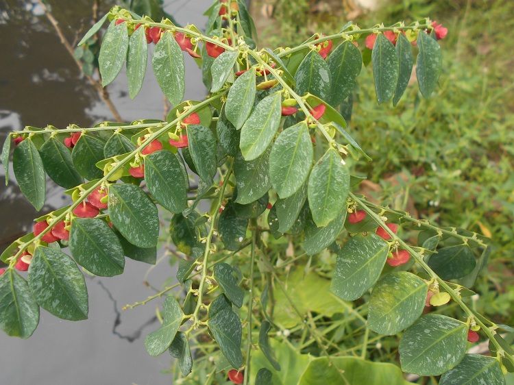 Detail Gambar Daun Katuk Nomer 35
