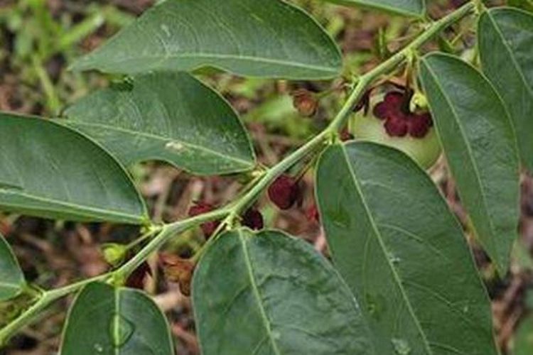 Detail Gambar Daun Katuk Nomer 36
