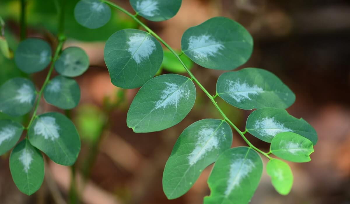Detail Gambar Daun Katuk Nomer 37