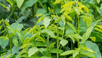 Detail Gambar Daun Katuk Nomer 39