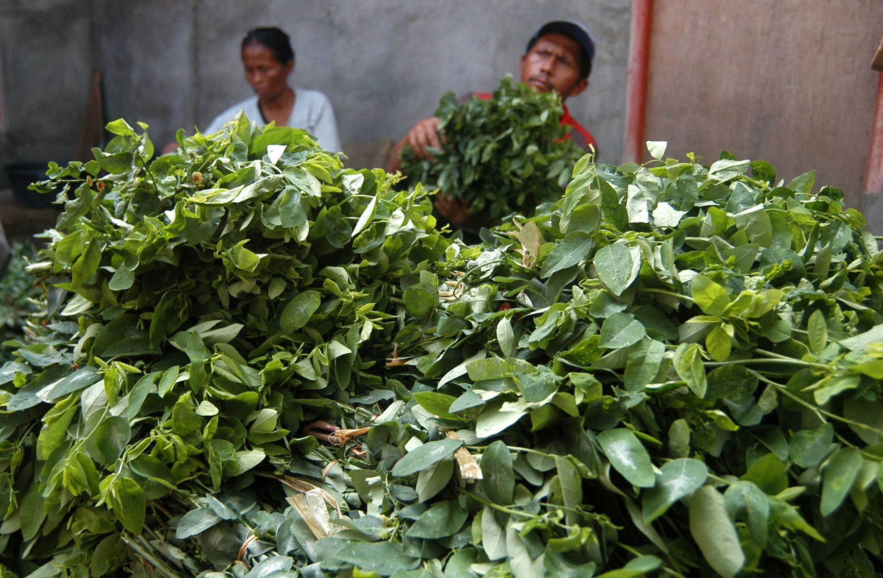 Detail Gambar Daun Katuk Nomer 40