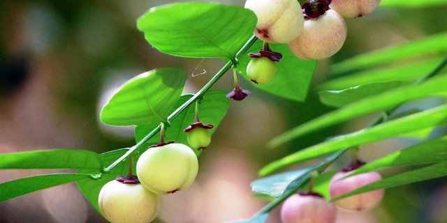 Detail Gambar Daun Katuk Nomer 42
