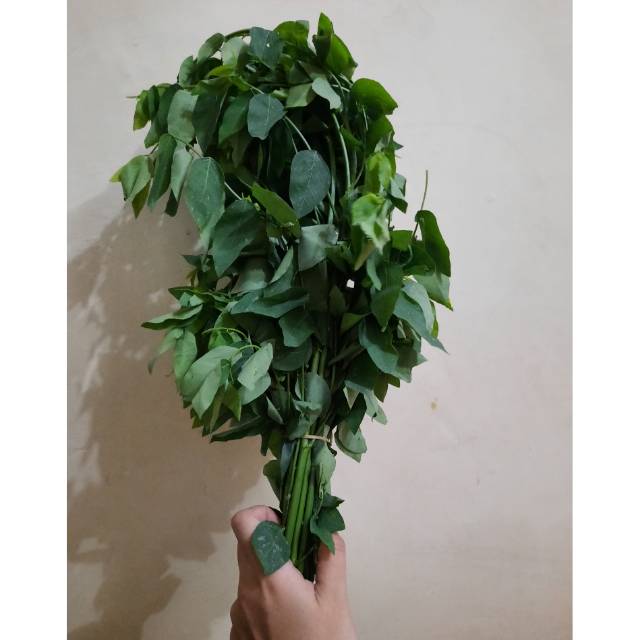 Detail Gambar Daun Katuk Nomer 43