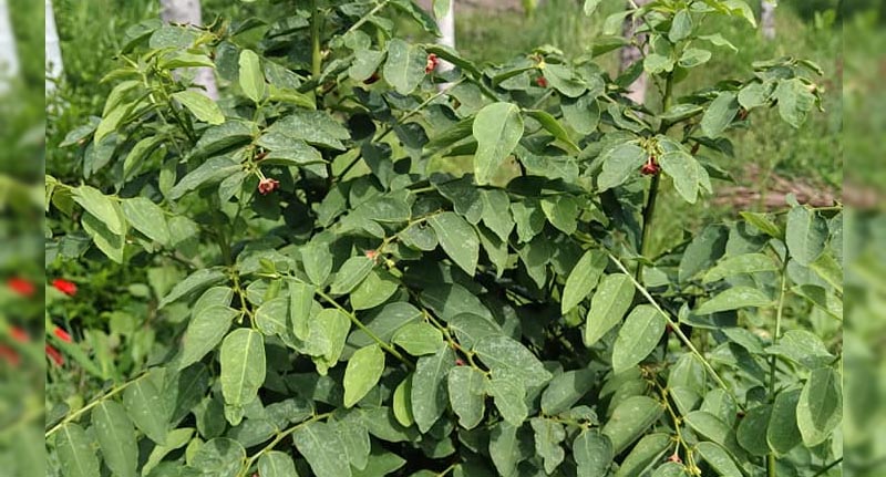 Detail Gambar Daun Katuk Nomer 44