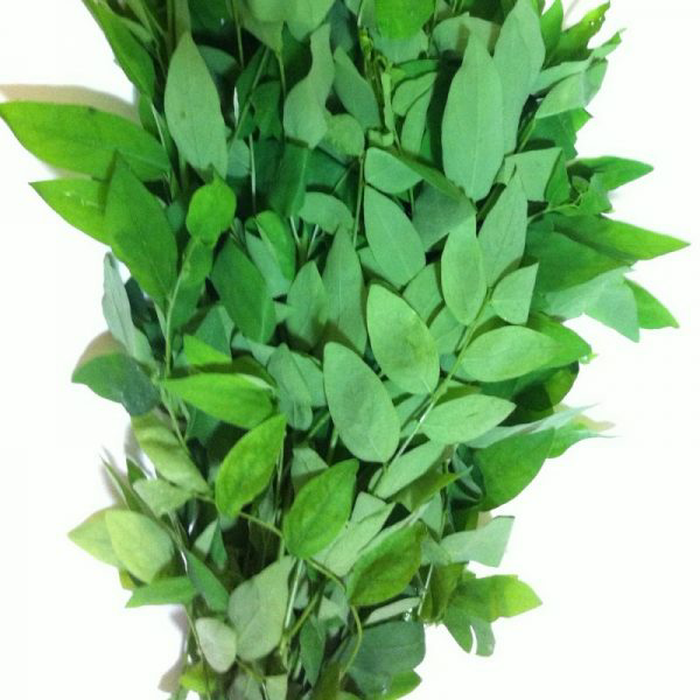 Detail Gambar Daun Katuk Nomer 45