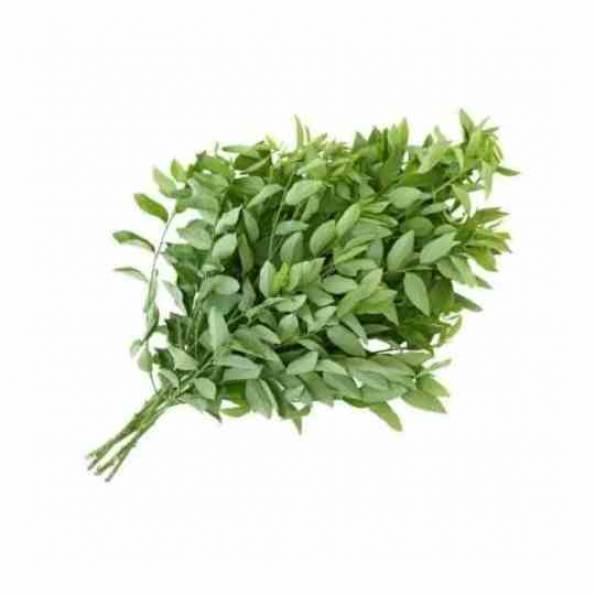 Detail Gambar Daun Katuk Nomer 46