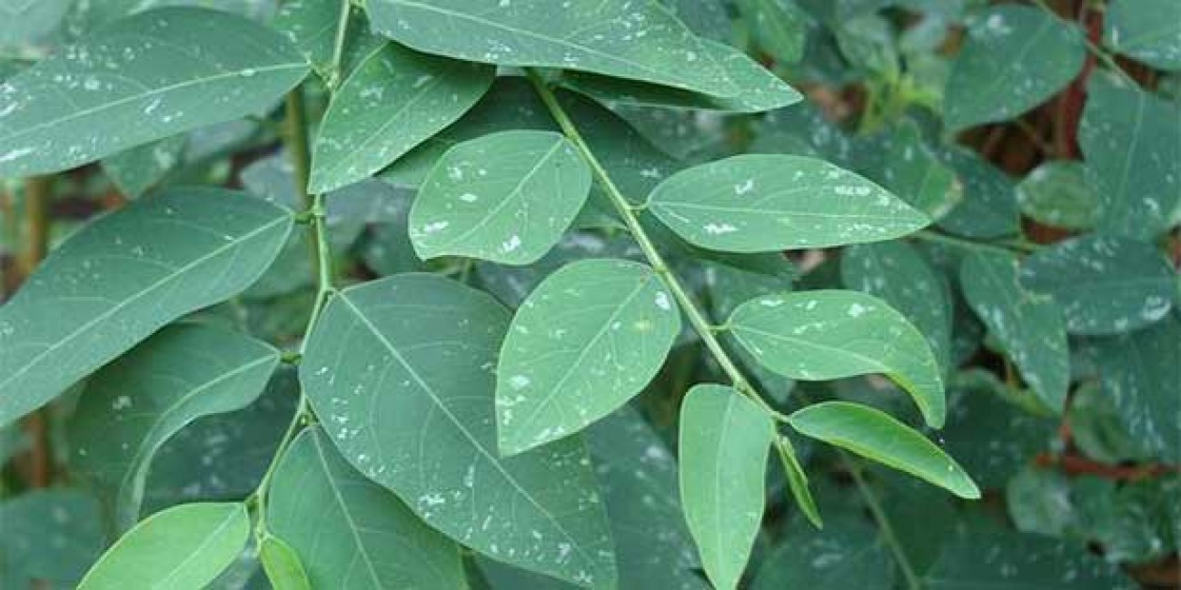 Detail Gambar Daun Katuk Nomer 47