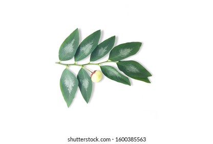 Detail Gambar Daun Katuk Nomer 48