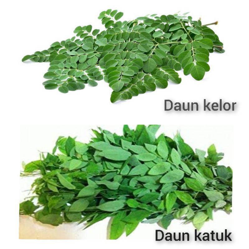 Detail Gambar Daun Katuk Nomer 50