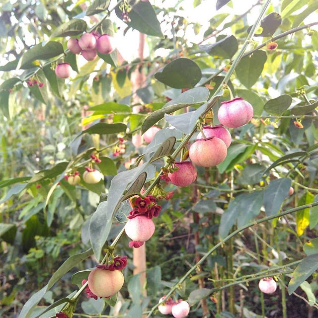 Detail Gambar Daun Katuk Nomer 52