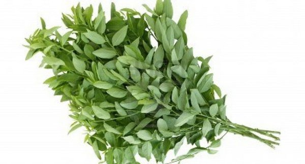 Detail Gambar Daun Katuk Nomer 53