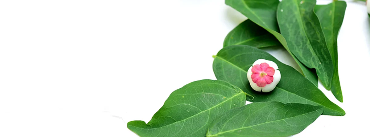 Detail Gambar Daun Katuk Nomer 54