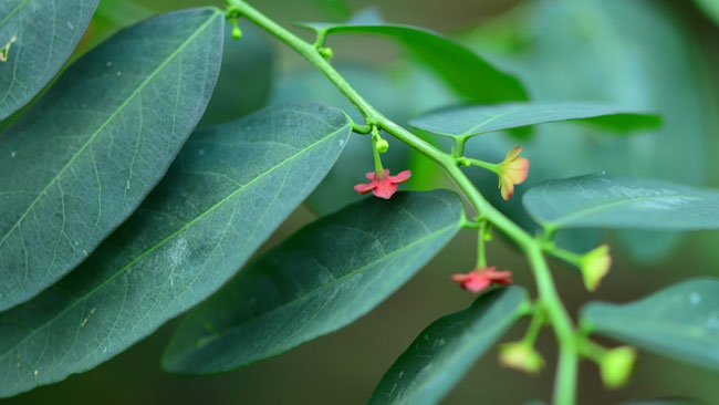 Detail Gambar Daun Katuk Nomer 56