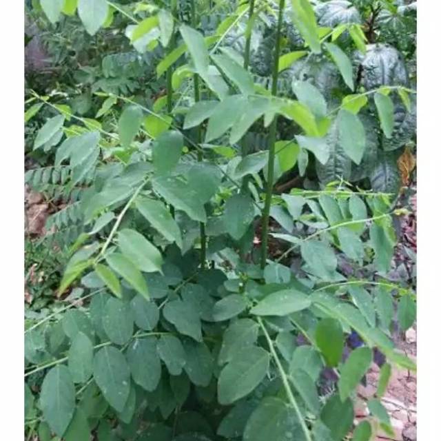 Detail Gambar Daun Katuk Nomer 7