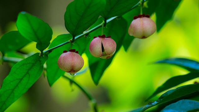 Detail Gambar Daun Katuk Nomer 8