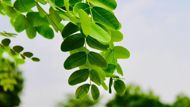 Detail Gambar Daun Katuk Nomer 9