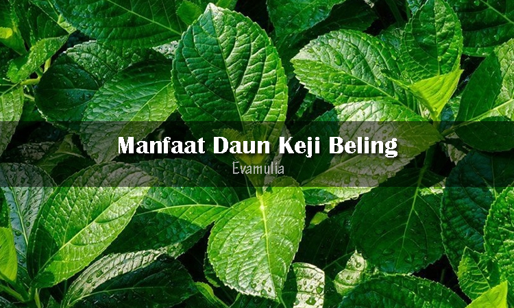 Detail Gambar Daun Keji Beling Nomer 29