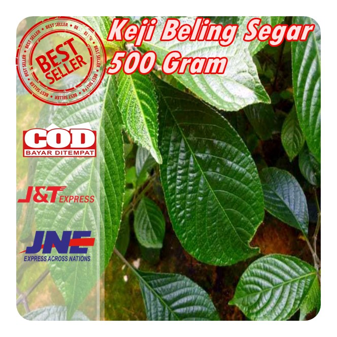 Detail Gambar Daun Keji Beling Dan Kumis Kucing Nomer 28