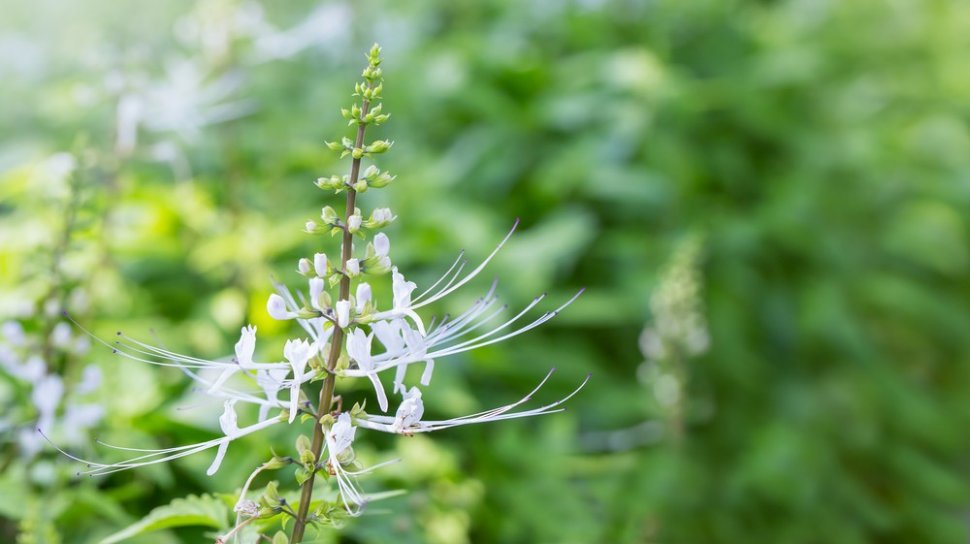 Detail Gambar Daun Keji Beling Dan Kumis Kucing Nomer 52