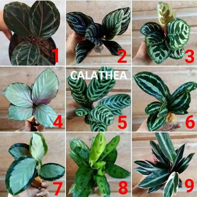 Detail Gambar Daun Kekinian Nomer 48