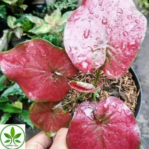 Detail Gambar Daun Keladi Merah Nomer 41