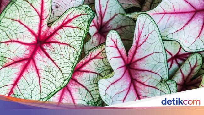 Detail Gambar Daun Keladi Merah Nomer 53