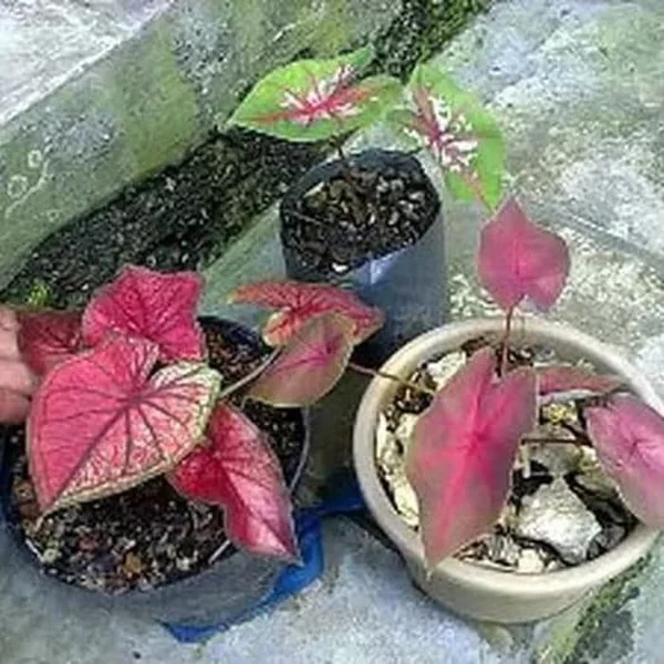 Detail Gambar Daun Keladi Merah Nomer 57