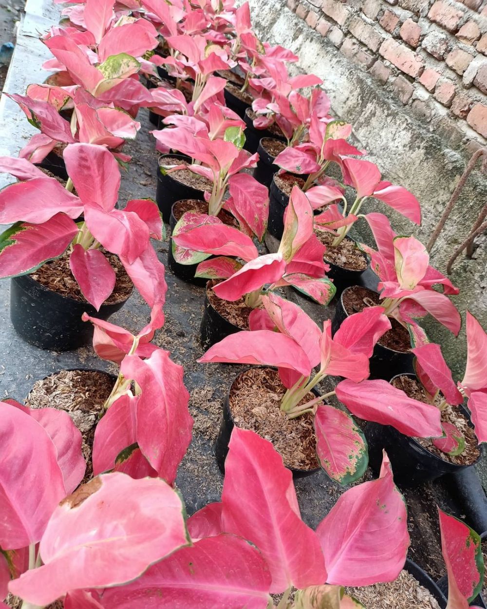 Detail Gambar Daun Keladi Merah Nomer 58