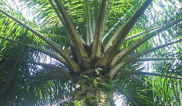 Detail Gambar Daun Kelapa Sawit Nomer 45